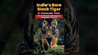 Black Tigers of Similipal | भारत के दुर्लभ ब्लैक टाइगर on National Geographic Cover|Melanistic Tiger