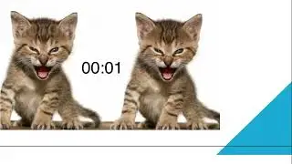 Roar Kitty Roar, A Roaring Kitty Moment!