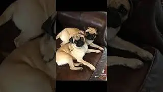 Would you be my friend? #fyp #dogs  #shorts #cuteanimals #explore #mileycyrusflowers  #pugs