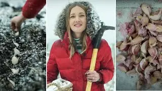 Размышления в обратном порядке в саду | Посадка ЧЕСНОКА
