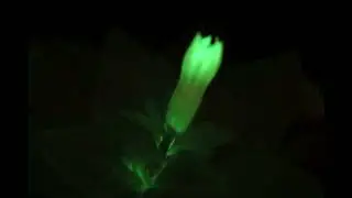 Beautiful time-lapse of Firefly Petunia