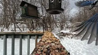 Cat TV Bird Feeder Camera 4k Back Porch Feeding Macro Monday