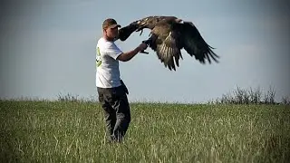 Training a female Golden Eagle.