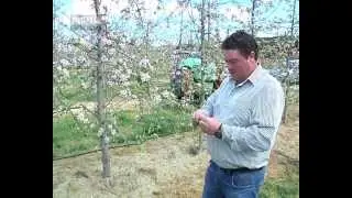 Moimenta da Beira_Mais de metade da produção de maçã do Douro Sul está perdida por causa das geadas