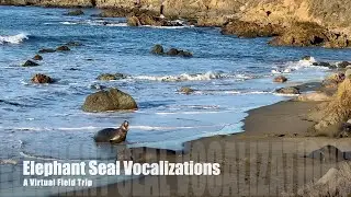 Elephant Seal Vocalizations- A Virtual Field Trip