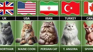 Cat Breeds From Different Countries