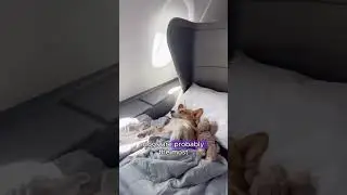 Would you like to take a ride on this pet-friendly flight?#shorts #animals #cute #friendly #love