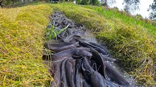 wow amazing fishing! catch a lot of fish under grass at field by hand a fisher woman skill