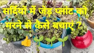 Sardiyon me jade plant ko marne se kaise bachaye? 👍🌱 #viralvideo #viral #gardening #yt #garden