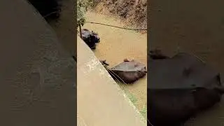 new #deepakthakur76 #cow #baffalo #comedy #dairyfarm #dairyherd #funny #murraha #farm #animals #yt