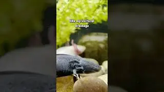 Salamander's Live in Drainage Ditch