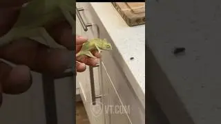 This Is Why I Don&rsquo;t Own a Fly Swatter 😂🦎