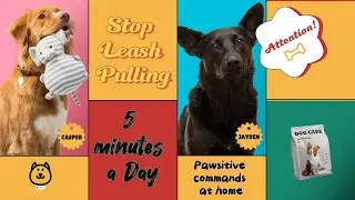 End Leash Pulling
