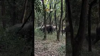 #chumki_rani_mahato #elephant #elephant #jimcorbettwildlifeandnatureview #animalmusic