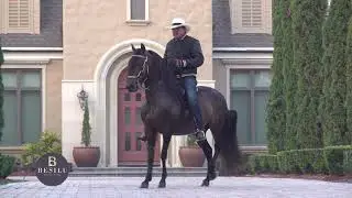 Vivaldi de Besilu - Paso Fino Stallion Promo 2020