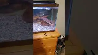 Feeding A Largemouth Bass A LIVE CRAWFISH!!!