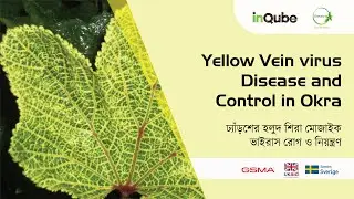 Yellow vein virus Disease and Control in Okra / ঢেঁড়সের হলুদ শিরা মোজাইক ভাইরাস রোগ ও নিয়ন্ত্রণ