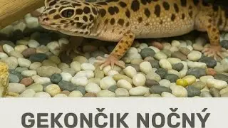 Gekončík nočný :)      (podrobnosti)