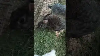 Rabbit  🐇   Rabbit Sales🐇🐇🐇  Adult 9 Nos   6 month adult 7 nos   1 month  bunnies  7 nos