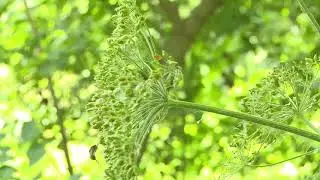 How to spot a giant hogweed lookalike