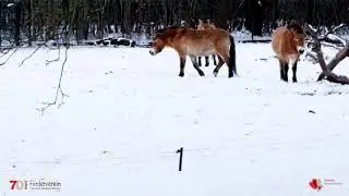 Der versteckte Winterschlaf der Wildpferde