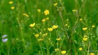 Flowers, pointed flowers, buttercups free stock video  Free for use & download