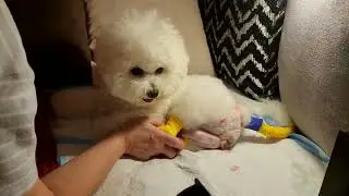Роды дома Бишон MICHELLE Щенок 2 #kennel_BrightStarDog #bichon_kp #родыбишона #щенокбишона #puppies
