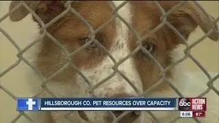 Hillsborough County Pet Resources over capacity