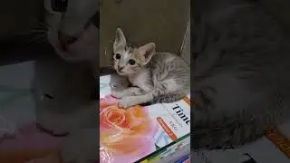 This is  Mittu 's sleeping 😴  adda