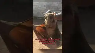 Animais mais bizzaros do mundo #vcsabia #animaisestra