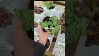 Easy-to-find terrarium plants!