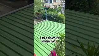 Desi dog life #pets #comedyvideos #funny #doggielife #funnyshorts #dog #funnyvideos #puppy