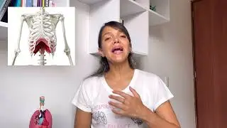 ¿Qué conoces del músculo de la respiración?