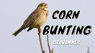 Corn Bunting Call #birds #birdsounds