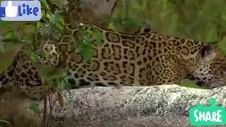 MOST DANGEROUS FIGHT CROCODILE VS LEOPARD