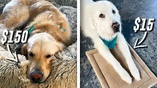 TESTING DOG BEDS! WHAT DO THEY LIKE BETTER? ($15 vs $150+)