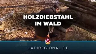 Holzdiebstahl im Wald: Immer mehr F&auml;lle in Ostholstein
