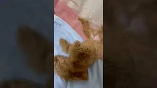Dog Dog 10