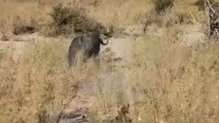 Buffalo Charges Lion | Great Plains Conservation