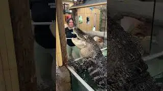 BEST way to feed and ALLIGATOR! 😂🐊