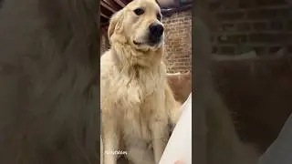 Funny golden retriever! #Funny Dog #shorts #dog  #petvideos#amazingpets #funny#funnypets#animals