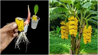 Using water propagation for growing banana plant | 100% success method