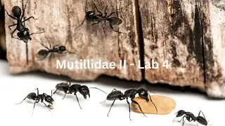 Mutillidae II - Lab 4