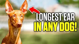 Did You Know Pharaoh Hound Has Big Ears, a Long Tail & Has an Average Lifespan of 11 to 14 years