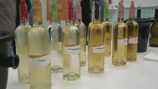 Viticulture : le mill&eacute;sime 2025 se d&eacute;voile