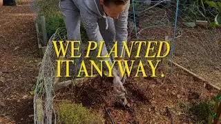 We Planted Without Knowing What It Was 🌱 | Learning to Trust the Garden
