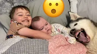 Самый терпеливый хаски в мире!!! [САМОЕ МИЛОЕ ВИДЕО В МИРЕ!!]
