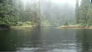 Tongass: A Rare Glimpse Into America's Rainforest