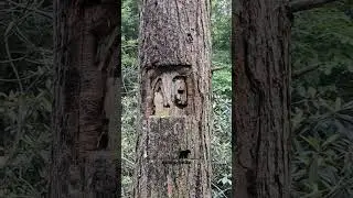 Dry Springs and Mysterious Markings on Trees
