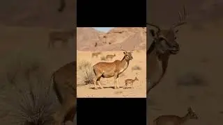 Adaptation in desert animals